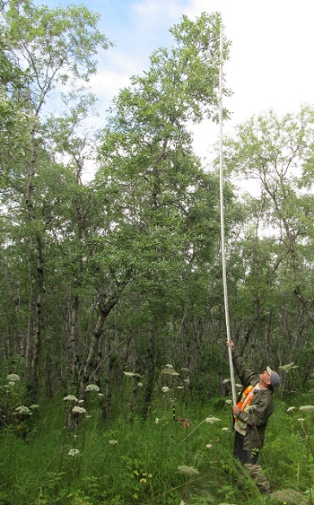 measuring willow trees