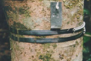 Picture of Dendrometry Bands