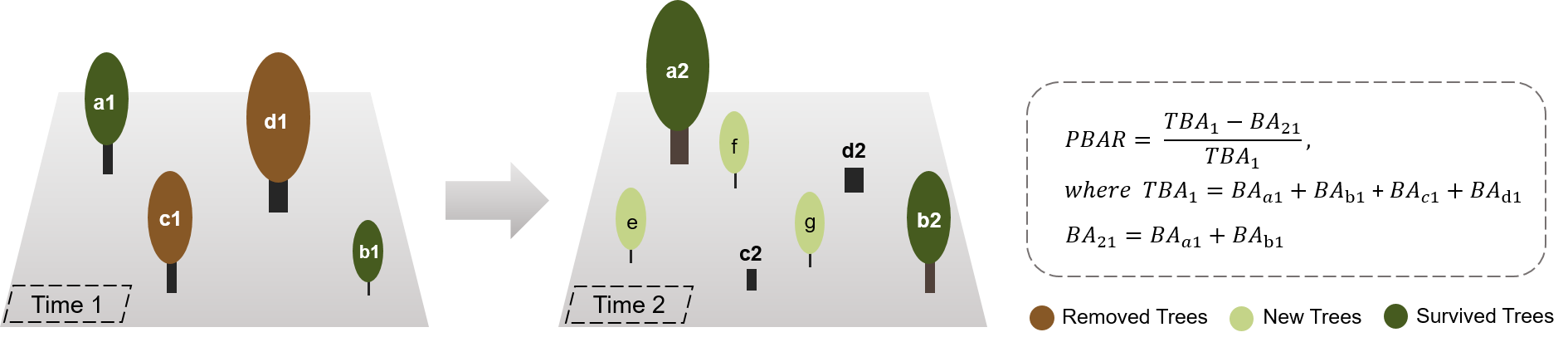 Illustration of forest change due to basal area loss and gain