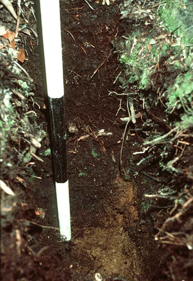 Mor Ridge Soil Profile