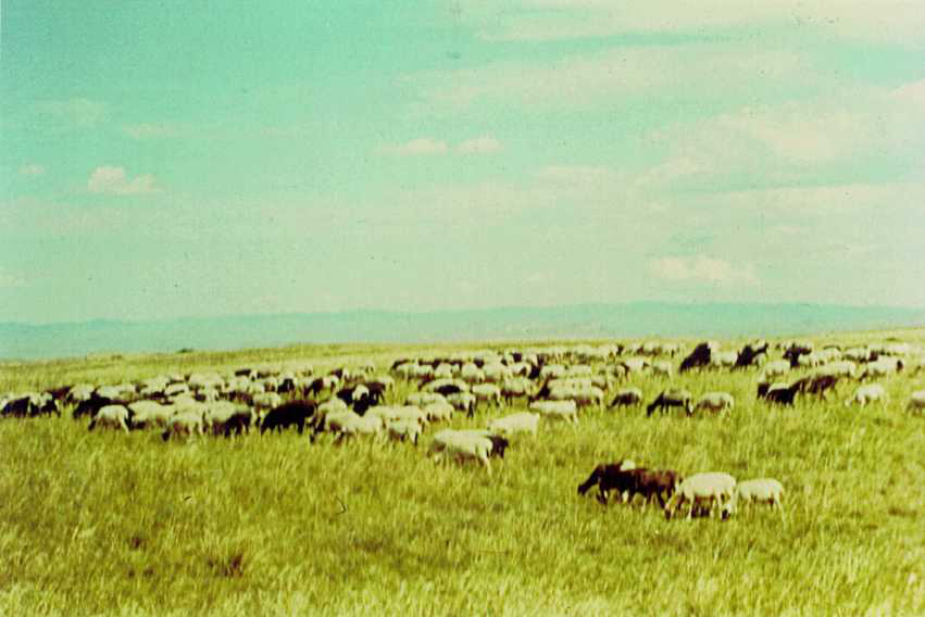 Sheep graing