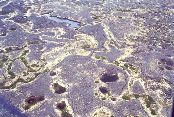 Vegetation at Seward Peninsula, Lava flow area
