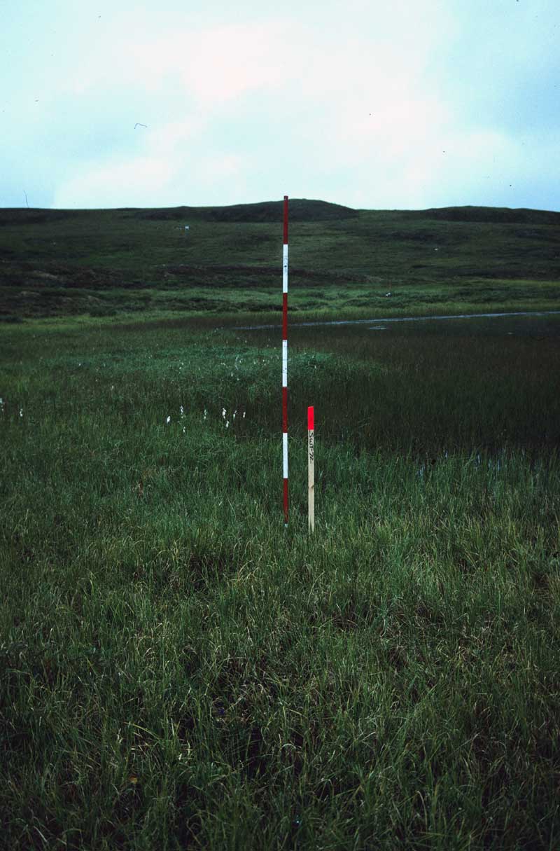 Vegetation at the Toolik Lake permanent plots