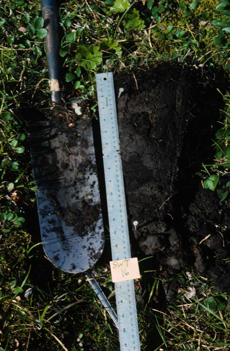 Soil profile at the Toolik Lake permanent plots