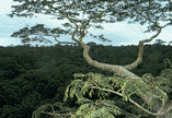 ACCP data pertain to carbon chemistry at the canopy layer
