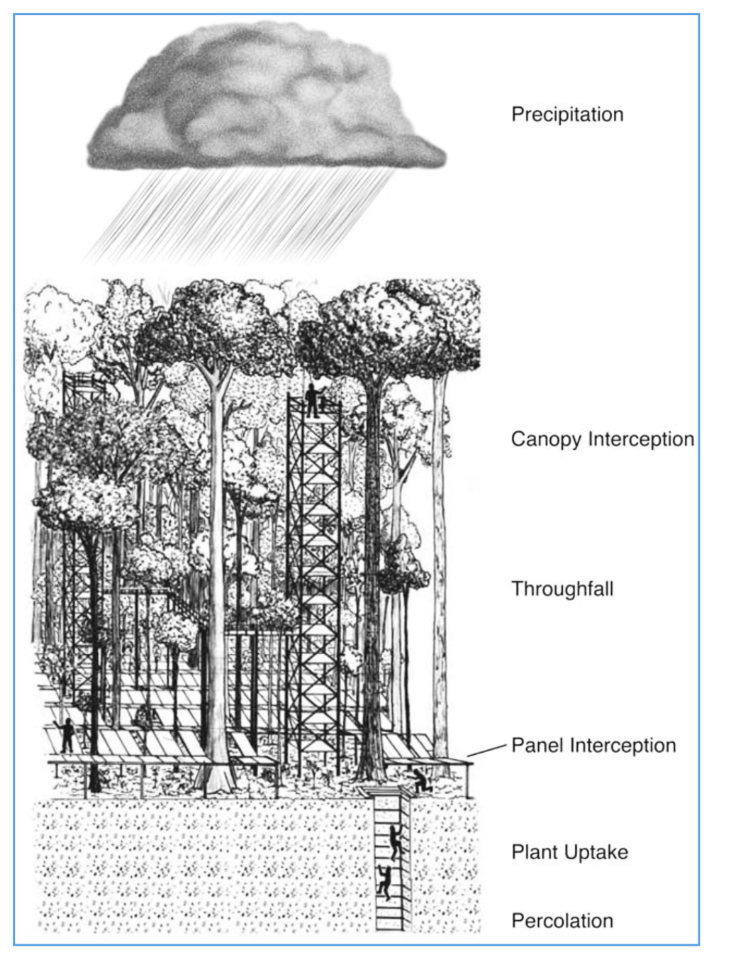 rainfall exclusion experiment model structure