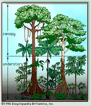 vegetation profile