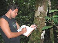 Kadson Oliveira (CD-20), fazendo dendometria (medio para verificar aumento de biomassa) na FLONA, Santarm, PA.
