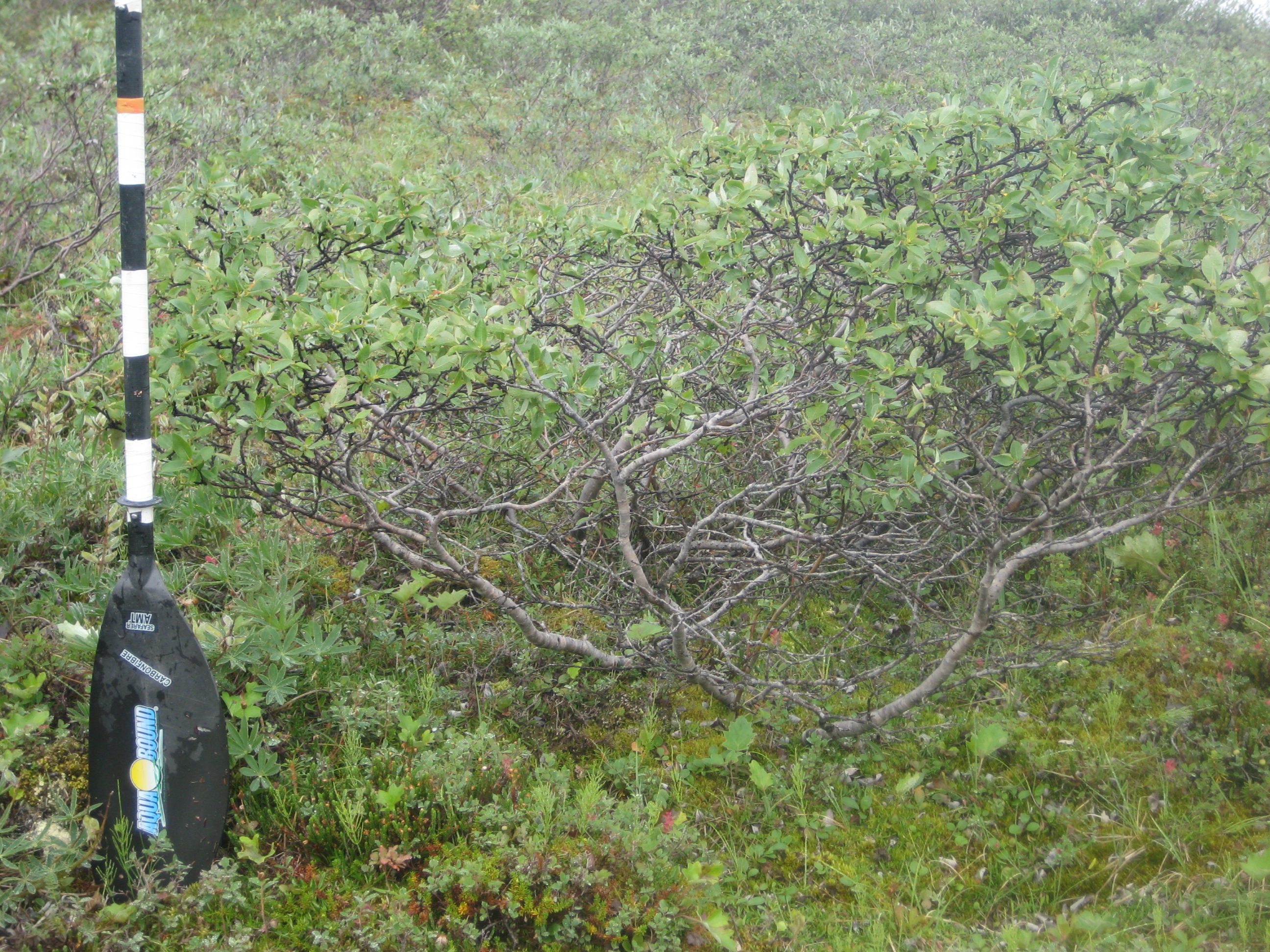 vegetation site