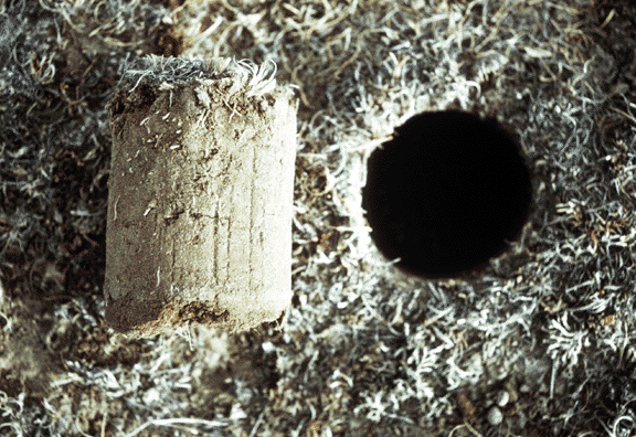 soil core