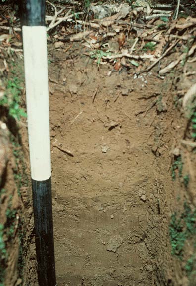 Wet Slope Soil Profile