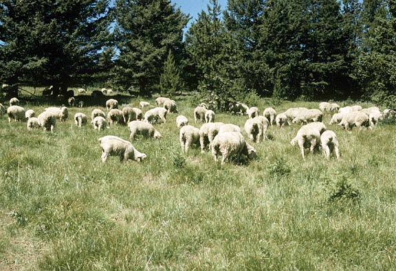 Sheep at Bridger grassland site