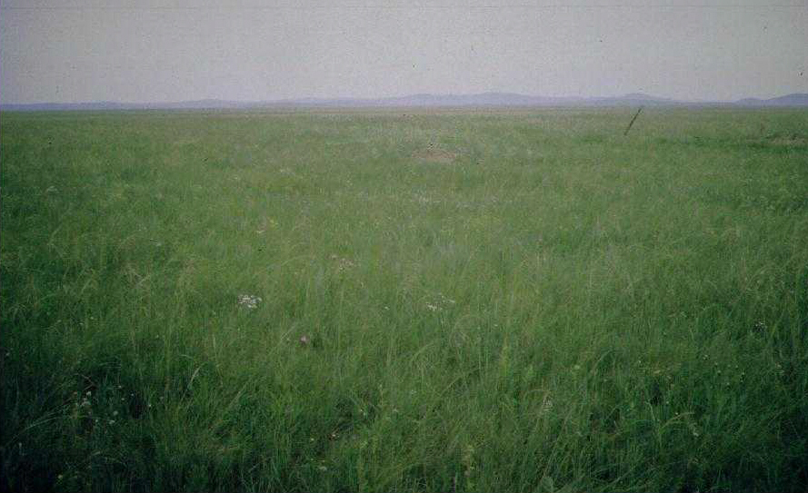 Tumentsogt Grassland Site