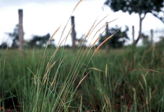 savanna grass Trachypogon vestitus at the Calabozo grassland site