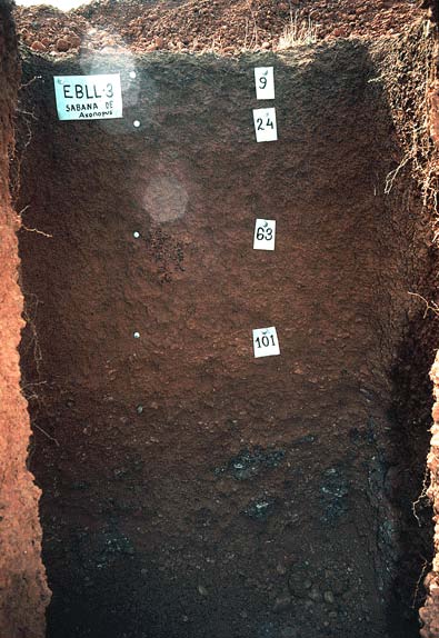 soil pit and profile