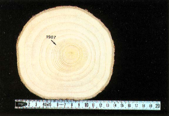 Disk showing annual rings