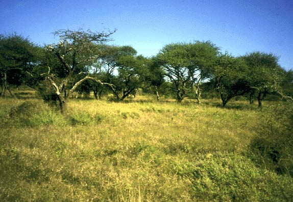 fine-leaved savanna