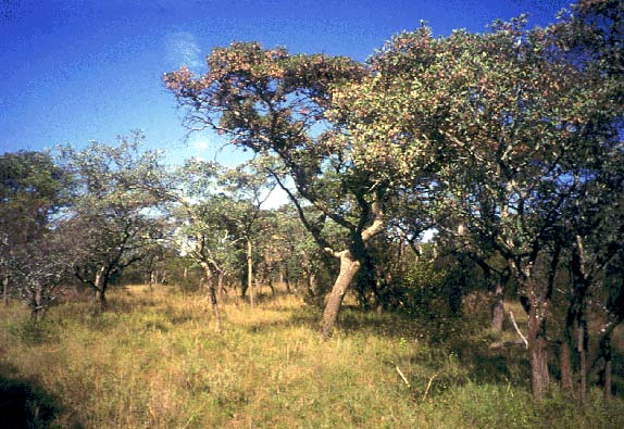 broad-leaved savanna