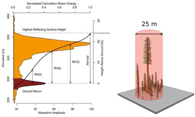 GEDI waveform and vegetation