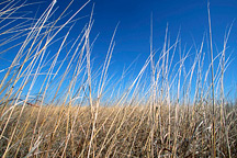 grasslands in Tennessee, USA